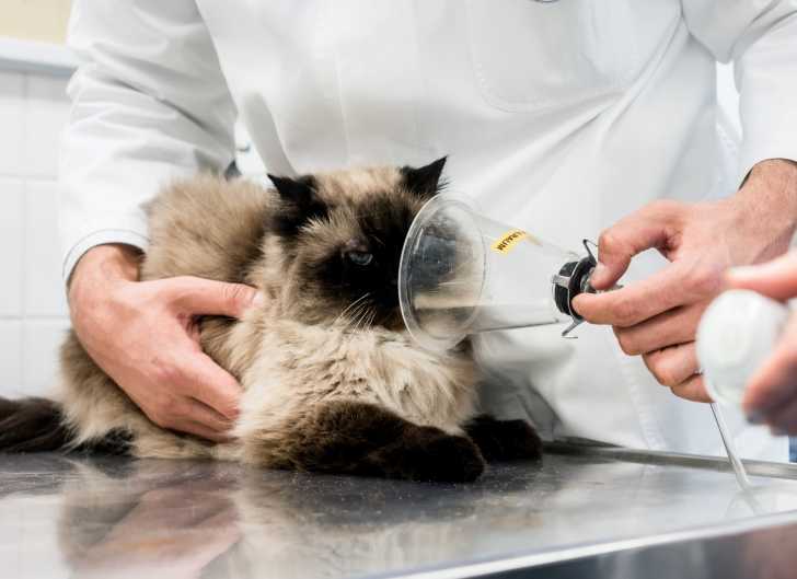 La Pneumonie Du Chat Causes Symptomes Traitement