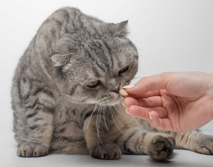 La Pneumonie Du Chat Causes Symptomes Traitement