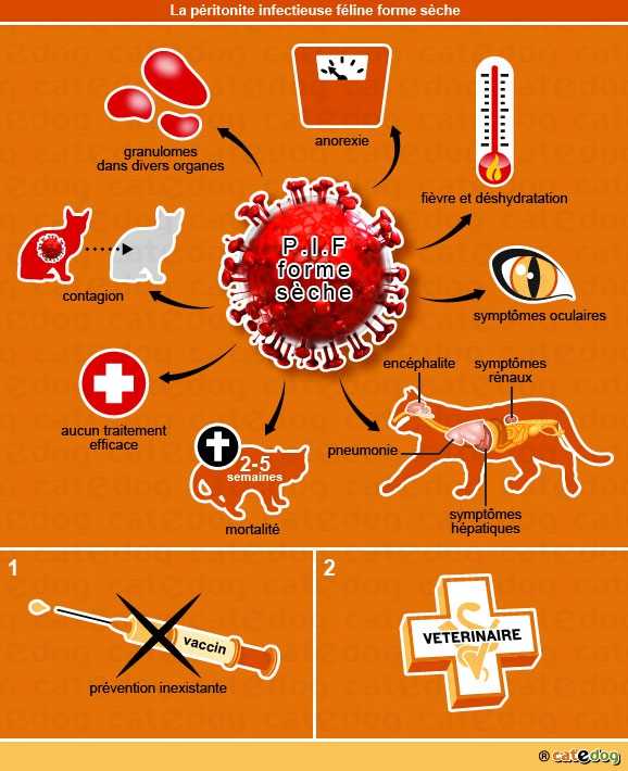 Le Coronavirus Felin Symptomes Traitement Prevention