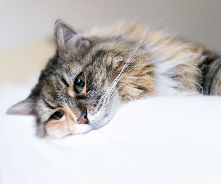 Le Souffle Au Coeur Chez Le Chat Causes Symptomes Traitement