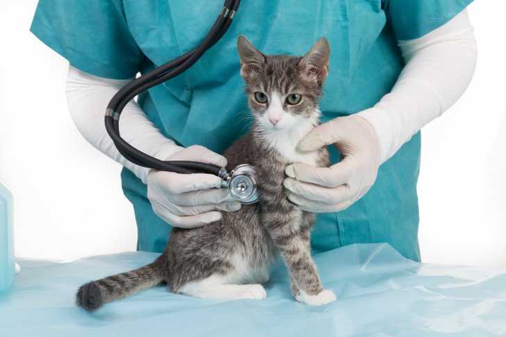 Le Souffle Au Coeur Chez Le Chat Causes Symptomes Traitement