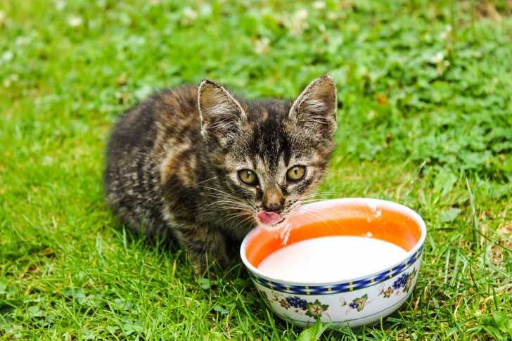 Les Allergies Alimentaires Du Chat Symptomes Traitement