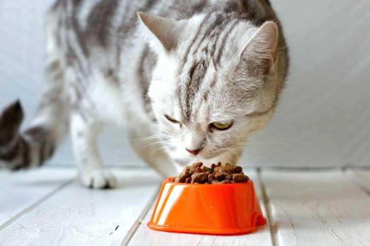 Les Allergies Alimentaires Du Chat Symptomes Traitement