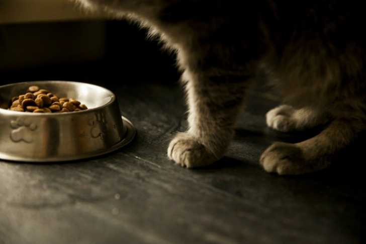 Les Allergies Alimentaires Du Chat Symptomes Traitement