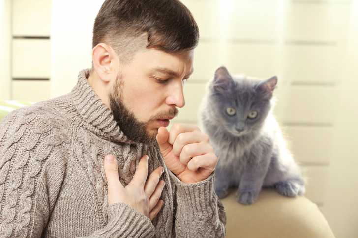 Les Zoonoses Maladies Du Chat Transmissibles A L Homme