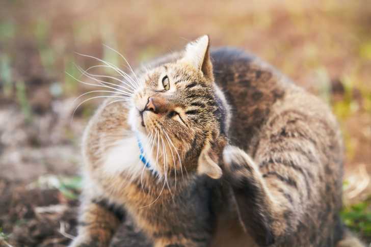 Les Zoonoses Maladies Du Chat Transmissibles A L Homme