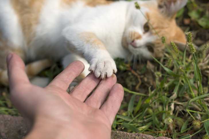 Attention Caresser Un Chat Peut être Dangereux Pour La