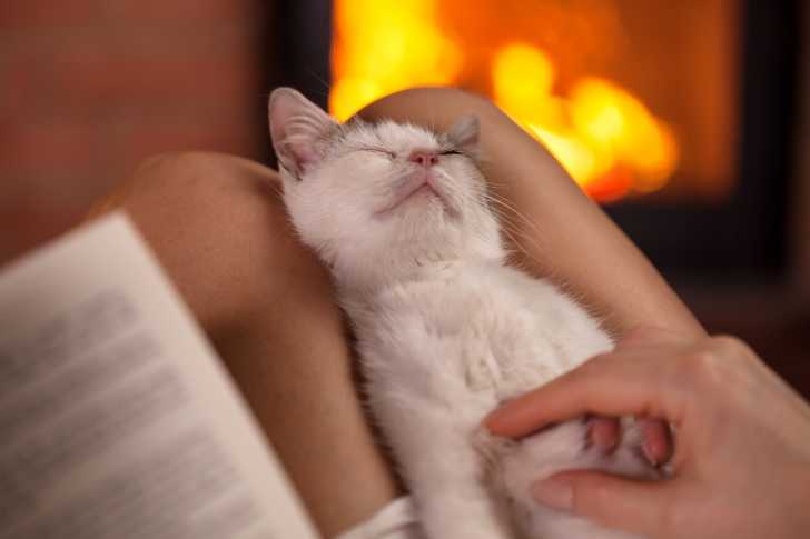 Les Massages Pour Chat