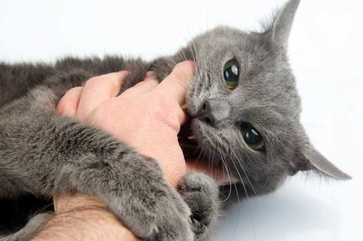 Les Massages Pour Chat