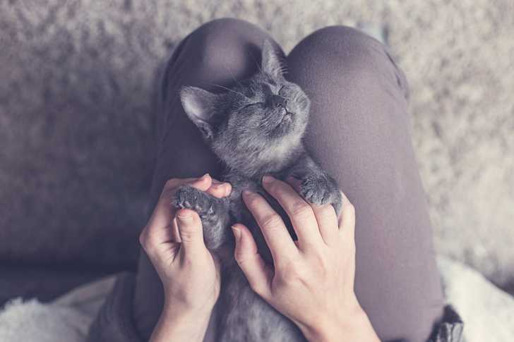 Les Massages Pour Chat