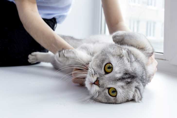 Les Massages Pour Chat