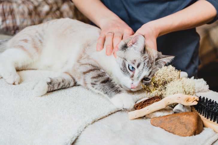 Les Massages Pour Chat