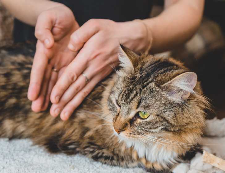 Les Massages Pour Chat
