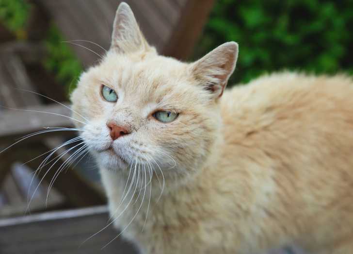 Les Complements Alimentaires Pour Chat