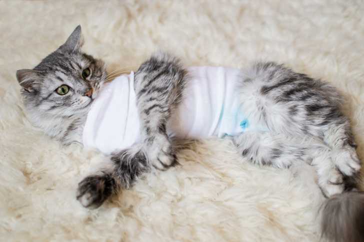 Les Operations De Convenance Et La Chirurgie Esthetique Pour Les Chats