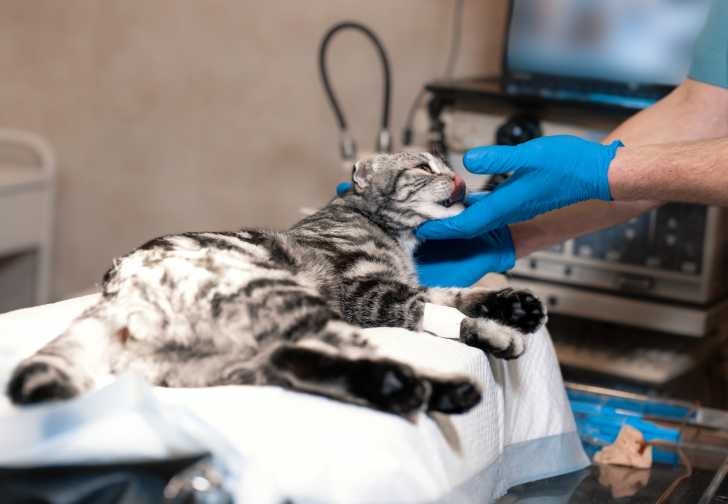 Les Operations De Convenance Et La Chirurgie Esthetique Pour Les Chats