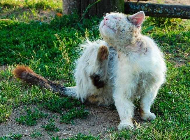 Comment Proteger Son Chat Contre Les Parasites