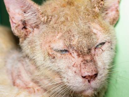 La Teigne Chez Le Chat Symptomes Traitement Prevention