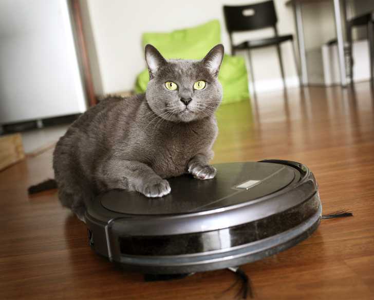 La Teigne Chez Le Chat Symptomes Traitement Prevention