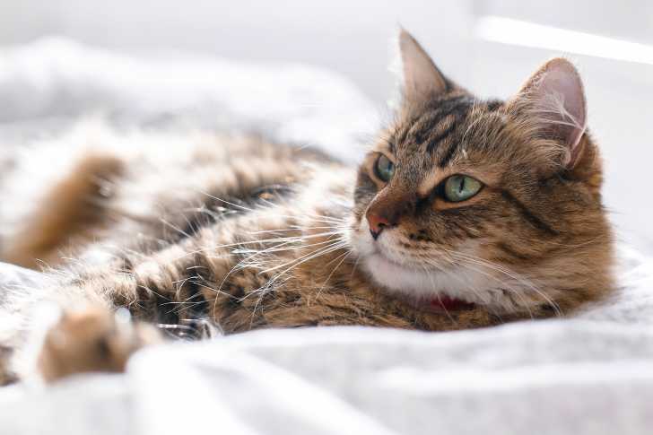 Ver Du Coeur La Dirofilariose Chez Le Chat