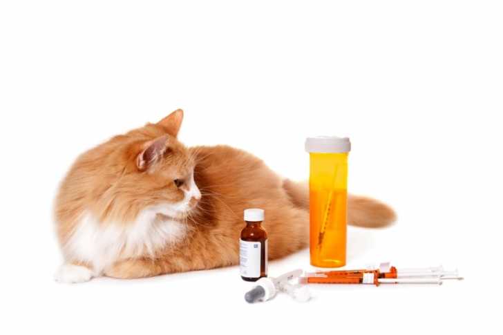 Vermifuge Pour Chat Pourquoi Et Comment Vermifuger Son Chat