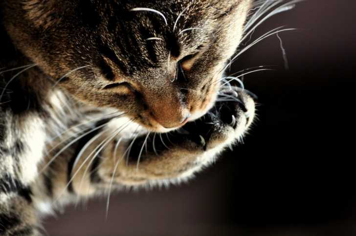 Vermifuge Pour Chat Pourquoi Et Comment Vermifuger Son Chat