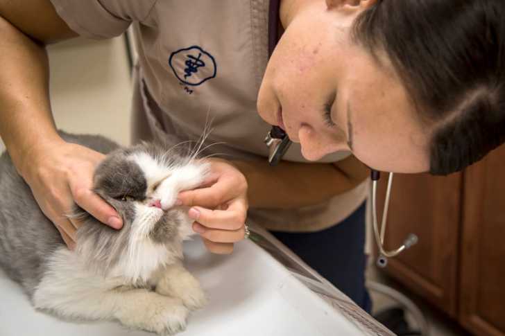 Vermifuge Pour Chat Pourquoi Et Comment Vermifuger Son Chat