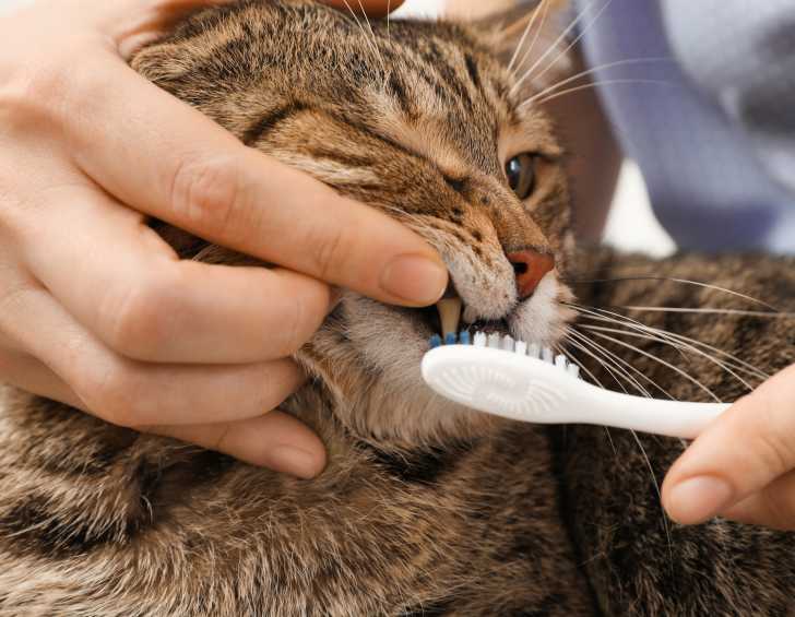 L Entretien Des Dents Du Chat Brossage Detartrage Alimentation