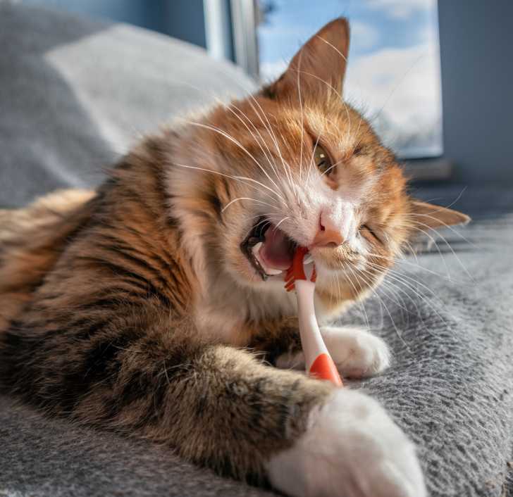 L Entretien Des Dents Du Chat Brossage Detartrage Alimentation