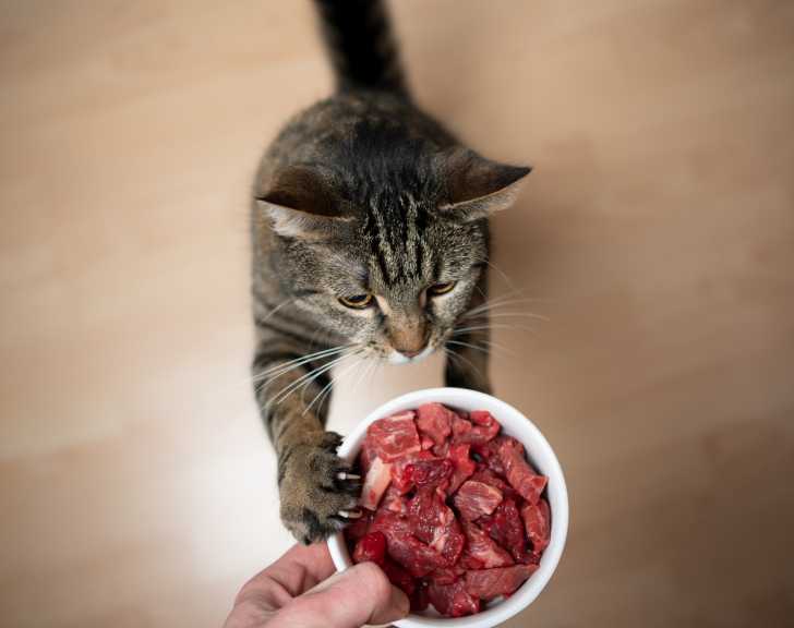 L Entretien Des Dents Du Chat Brossage Detartrage Alimentation