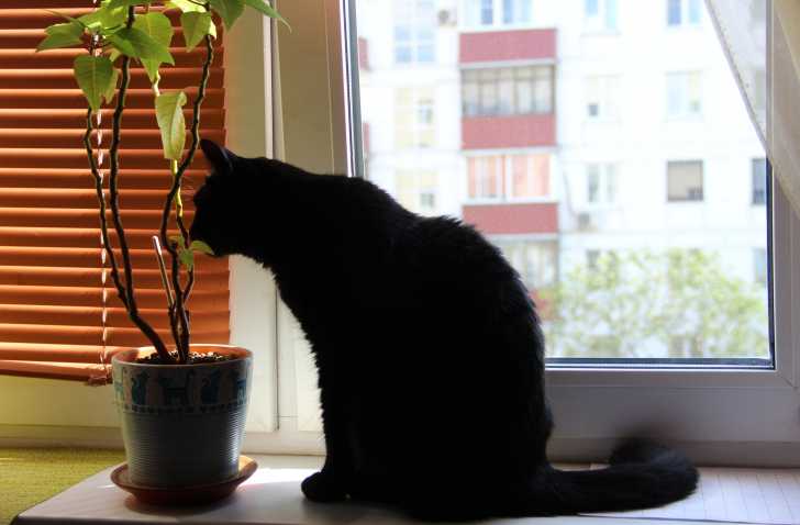 L Herbe A Chats Et Les Bienfaits Des Herbes Pour Le Chat