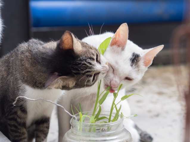 L Herbe A Chats Et Les Bienfaits Des Herbes Pour Le Chat