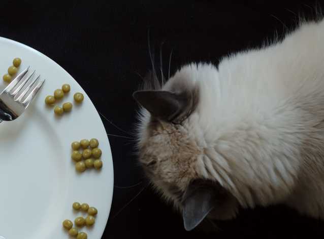 L Herbe A Chats Et Les Bienfaits Des Herbes Pour Le Chat