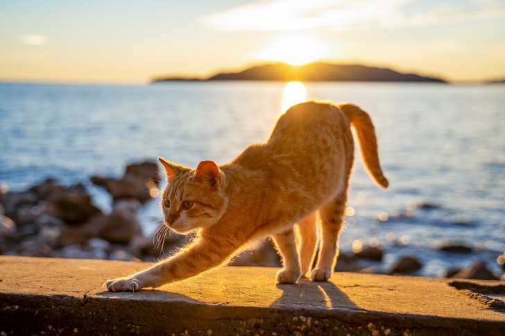 Le Risque De Coup De Soleil Chez Le Chat