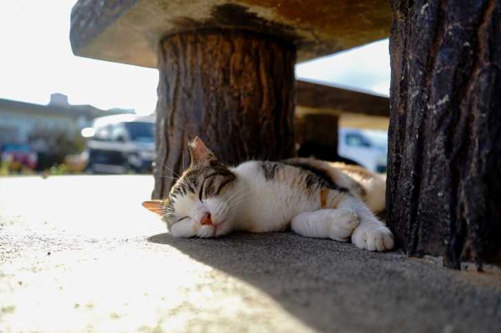 Le Risque De Coup De Soleil Chez Le Chat