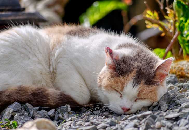 Le Risque De Coup De Soleil Chez Le Chat Le Risque De Coup De Soleil Chez Le Chat
