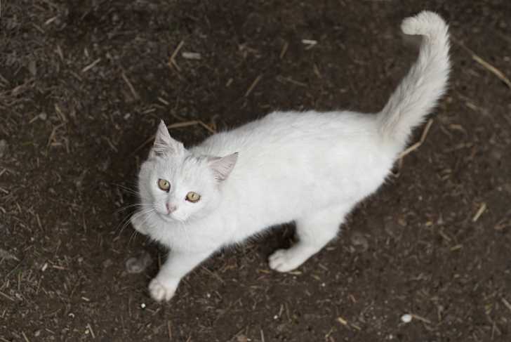 Mon Chat Perd Du Poids Que Faire En Cas De Perte De Poids