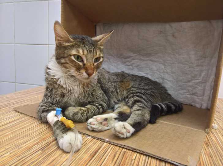 Mon Chat Perd Du Poids Que Faire En Cas De Perte De Poids