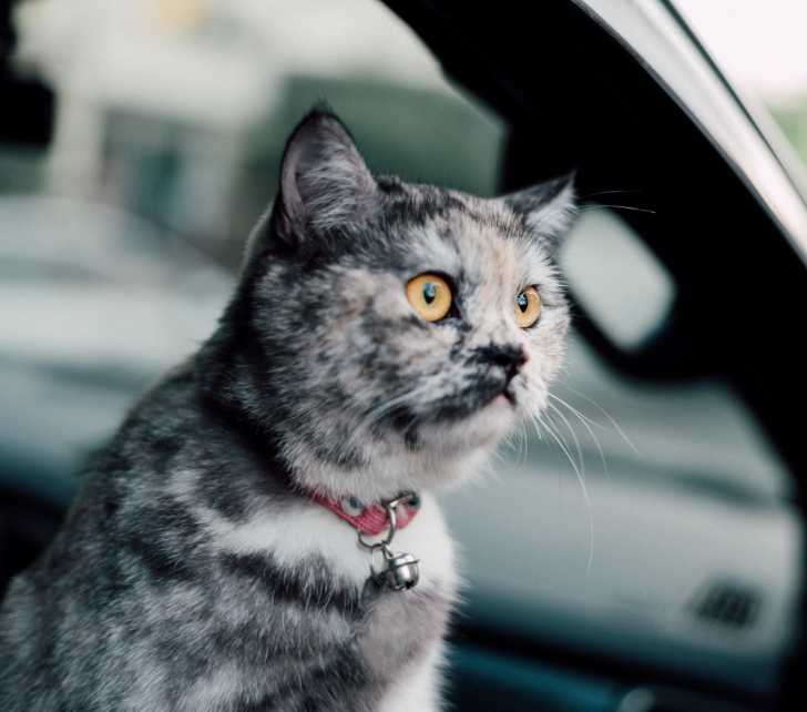 Proteger Son Chat Du Chaud Et Eviter Un Coup De Chaleur