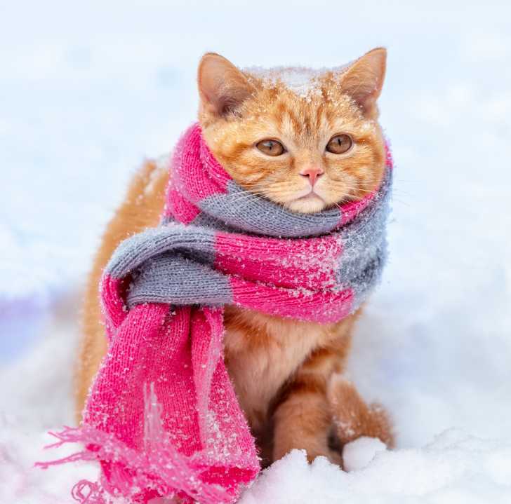 Proteger Son Chat Du Froid