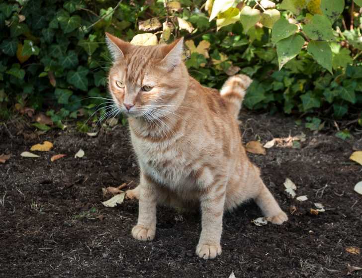 Les Symptomes Digestifs Chez Le Chat