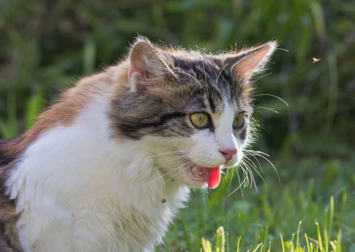 Les Symptomes Respiratoires Chez Le Chat