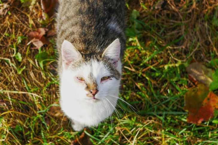 Entretenir Et Nettoyer Les Yeux De Son Chat