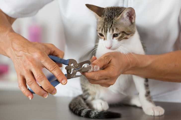 Faire Toiletter Son Chat Par Un Toiletteur