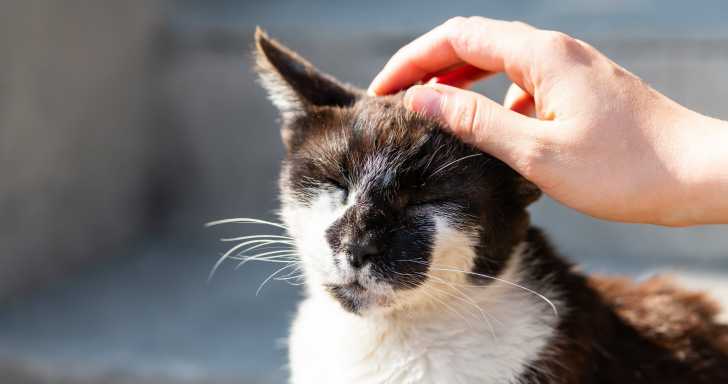 Vivre Avec Un Chat Aveugle Comment Faire Face Au Quotidien