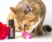 Les précautions avec les huiles essentielles