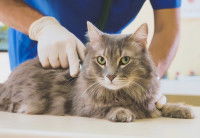 Un vétérinaire examine un gros chat gris dans sa clinique
