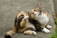 Un chat tricolore se gratte à cause des puces
