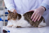 Un vétérinaire tient dans ses mains un chat gris et blanc