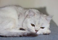 Un chat blanc argenté couché sur le lit avec un air malade